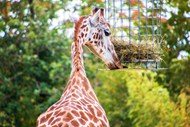 动物园野生南非长颈鹿写真图片下载