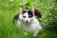 趴在草丛里的可爱小萌猫写真图片
