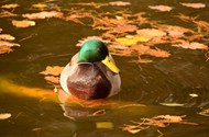 一只绿色头的棕色鸭子在水里游泳图片下载