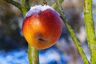 冰霜覆盖的红色丑苹果写真精美图片