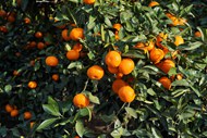 秋天挂满枝头的砂糖橘写真图片大全