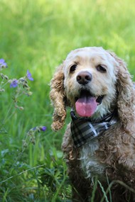 夏天草地美国可卡犬写真精美图片