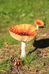 秋季地面野生真菌蘑菇写真图片下载