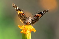 停歇在黄色花蕊上的彩色蝴蝶精美图片