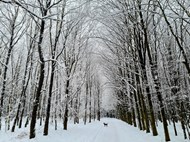唯美意境冬季树林雪景写真图片大全