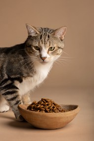可爱小猫吃猫粮写真精美图片