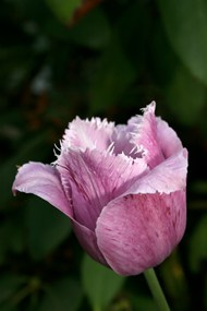 粉色含苞待放郁金香花朵高清图片