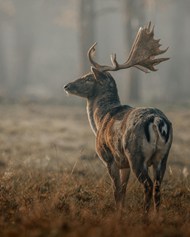 保护野生麋鹿写真精美图片