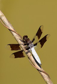夏天停在竹竿上的野生蜻蜓图片大全