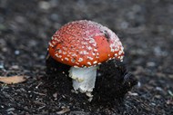 秋天野生蛤蟆菌蘑菇写真精美图片