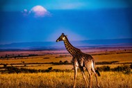 肯尼亚草原马赛长颈鹿写真高清图片
