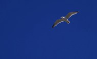 蓝色天空中飞翔的海鸥精美图片