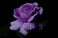 雨后紫色玫瑰花微距特写写真图片下载