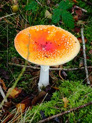 草地野生飞木耳毒蘑菇写真精美图片