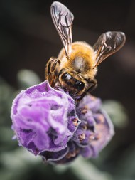 匍匐在花朵上采蜜的蜜蜂图片大全
