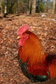 一只红色的公鸡站在枯叶上精美图片