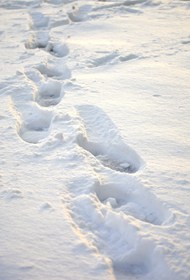 冬季白色雪地脚印写真图片大全