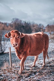 冬季牧场大黄牛写真图片