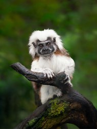 站在树干上的野生棉顶狨猴精美图片