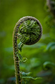春天绿色蕨类植物微距特写写真精美图片