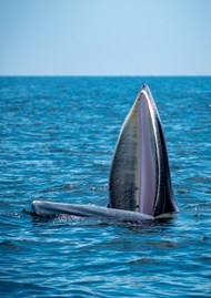 蓝色大海布氏鲸写真图片