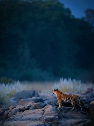 一只老虎站在山崖上精美图片