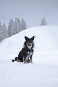 蹲坐在雪地里的黑色家犬图片大全