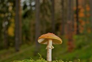 树林草地野生盘状真菌蘑菇写真图片下载