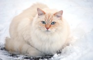 冬季雪地萌猫小清新写真高清图片