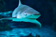 蓝色深海大青鲨写真图片下载