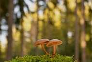 树林地面层状蘑菇写真图片下载