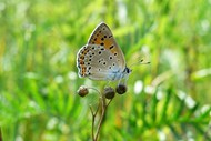 野草丛停歇休憩的豹纹蝶精美图片