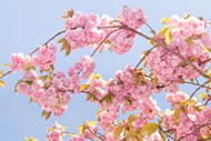 春天樱花树绽放的樱花图片下载