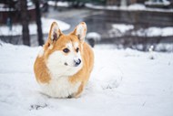 冬季雪地威尔士柯基犬写真精美图片