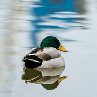 池塘里休憩的绿头鸭写真精美图片