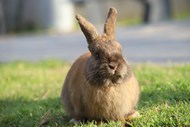 草地呆萌可爱荷兰兔写真高清图片