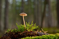 森林地面野生小柄伞蘑菇写真图片
