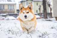 雪地里撒欢的威尔士柯基犬精美图片