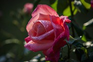 雨后粉色玫瑰花写真高清图片