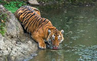 河边喝水的野生印度支那虎写真图片大全