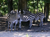 非洲森林动物园野生斑马群高清图片