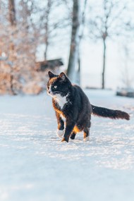 冬季雪地可爱黑色欧洲短毛猫写真精美图片