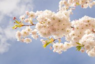 蓝天下的白色樱花簇写真图片下载