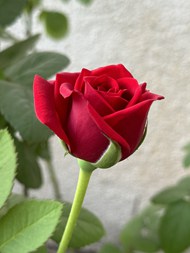 墙角妖娆绽放的红色玫瑰花高清图片