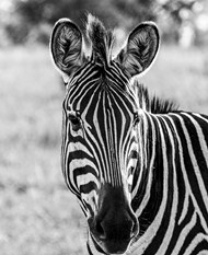 黑白单色调野生斑马写真图片