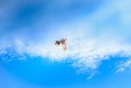 蓝色天空白色信鸽展翅翱翔写真图片