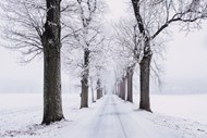 冬天路边树木冰雪风光写真高清图片