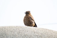 站在石头上的棕色聊天鸟写真精美图片