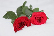 冬季雪地红色玫瑰花枝写真高清图片