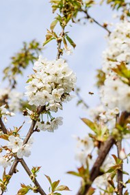 春天白色樱花花枝写真精美图片